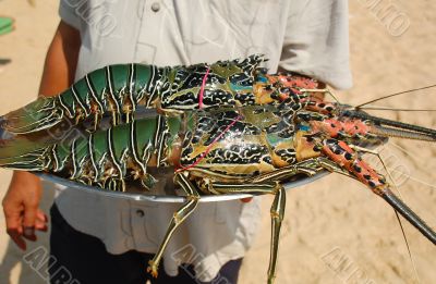 Lobsters on the Tray