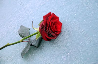 Lone Red Rose On Ice