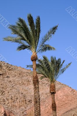 Palms on the Wind