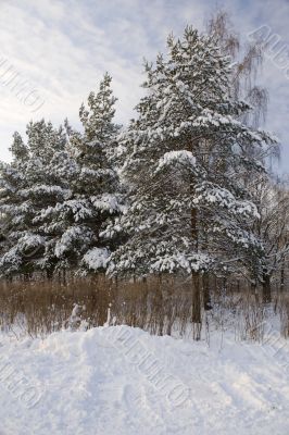 winter forest