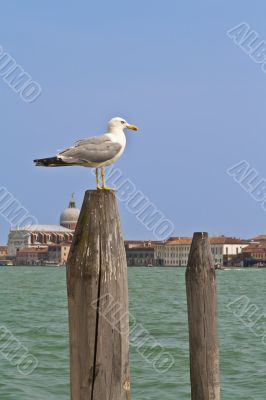 Seagull sitting on a pole
