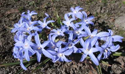  Chionodoxa