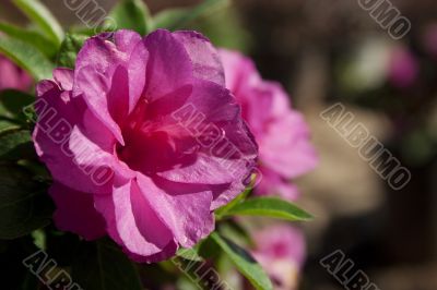 Pink Flower