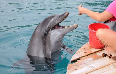 Feeding Dolphins