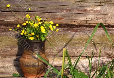 Hungerweeds in Ceramic Pot