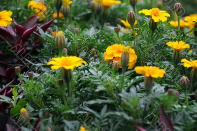 Marigolds at the End of Summer