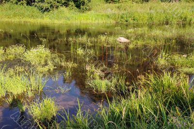 Overgrowm Pond at Sunset