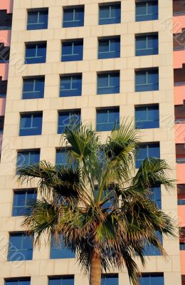 Palm Tree and Modern Building