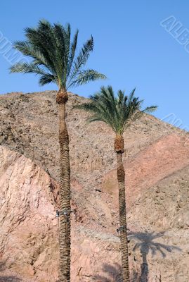 Palm Trees and Mountains