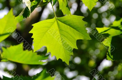 Maple leaves