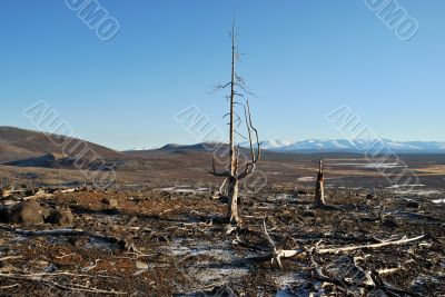 The dead trees