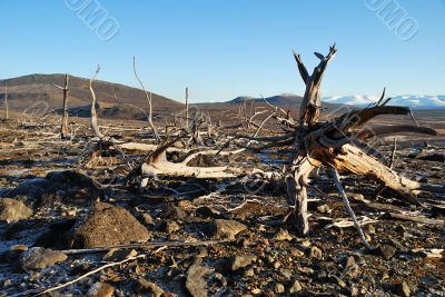 The dead trees