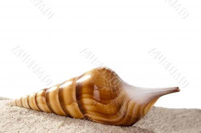 Golden Seashell