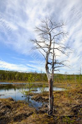 Dead tree near bog