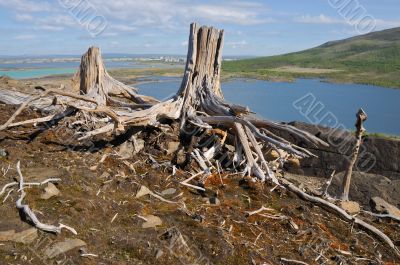 Old stumps