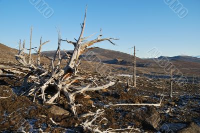 The dead trees