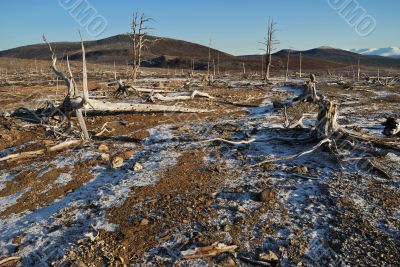 The dead trees