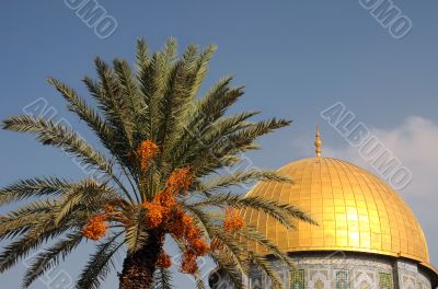 Dome of the Rock Mosque and Palm Tree