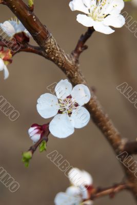 branch of a flowering apricot