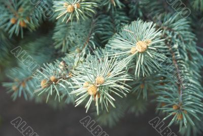 branches of blue spruce