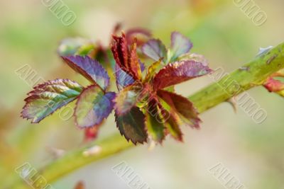 newborn leaves