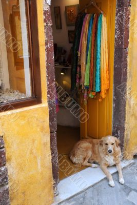 Dog at the Gift Shop Entrance
