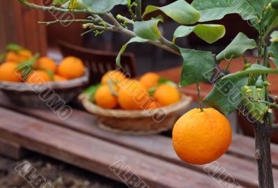 Oranges in the Garden