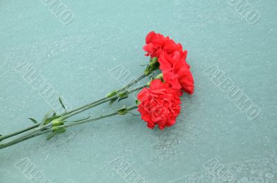 Three Red Carnations On Ice