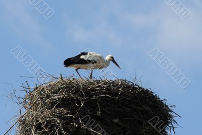 Stork in the Nest