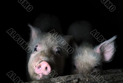 Two Young Pigs in the Pen