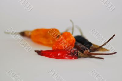 hot chili