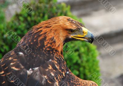 eagle