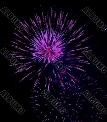 violet delight firework festival party