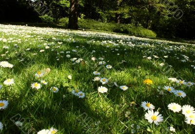 spring, abstract, leaf, flowers , field