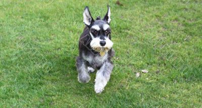 miniature schnauzer