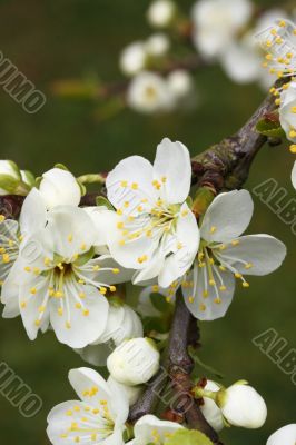 white blossom on a plum tree 