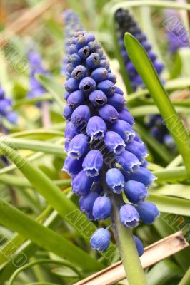muscari