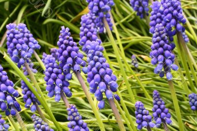 muscari