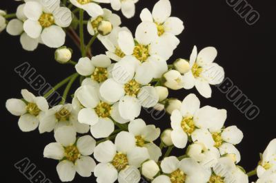 Spirea