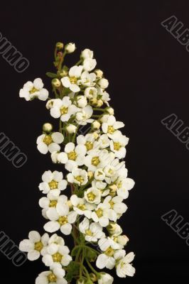 Spirea