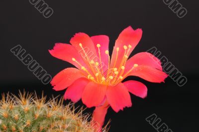 a bright red cactus flower