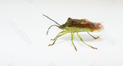 shield bug