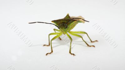 shield bug