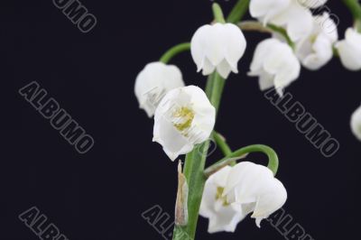 lily of the valley convallaria majalis