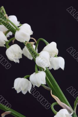 lily of the valley convallaria majalis