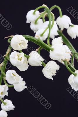 lily of the valley convallaria majalis