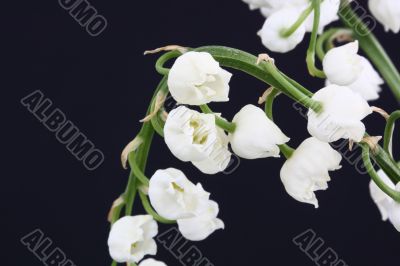 lily of the valley convallaria majalis