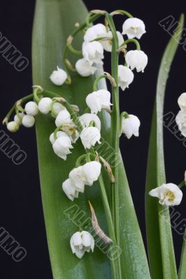 lily of the valley convallaria majalis