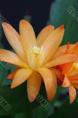 orange cactus flower,