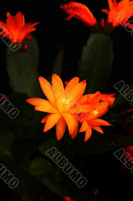 orange cactus flower on a dark background
